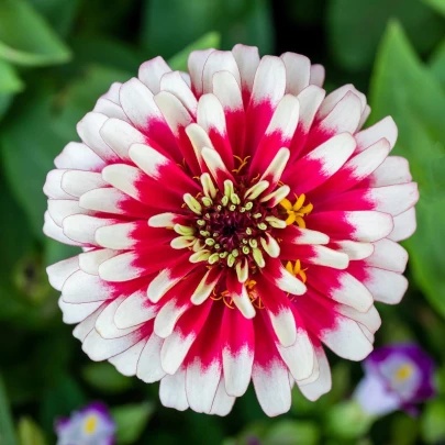 Semená cínie – Cínia Flamenco – Zinnia elegans