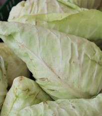 Kapusta biela Filderkraut - Brassica oleracea - semená - 150 ks