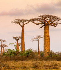 Baobab grandidieri - Adansonia grandidieri - semená - 2 ks