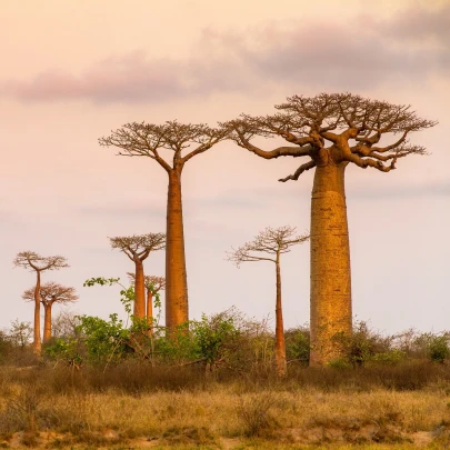 Baobab grandidieri - Adansonia grandidieri - semená - 2 ks