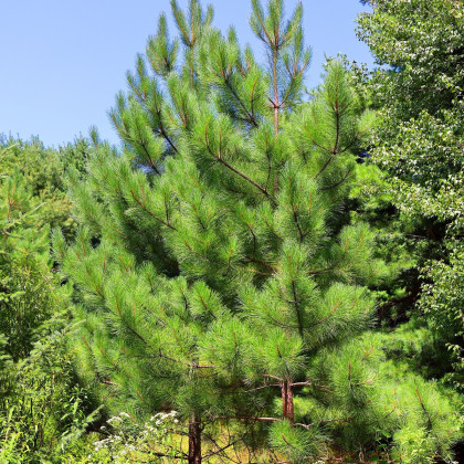 Borovica gerardiana - Pinus gerardiana - semená - 5 ks