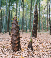 Kráľ bambusov - Phyllostachys edulis - semená - 3 ks