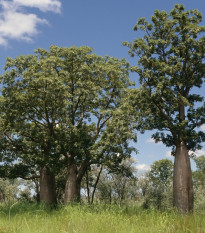 Austrálsky baobab - Adansonia gregorii - semená baobabu - 3 ks