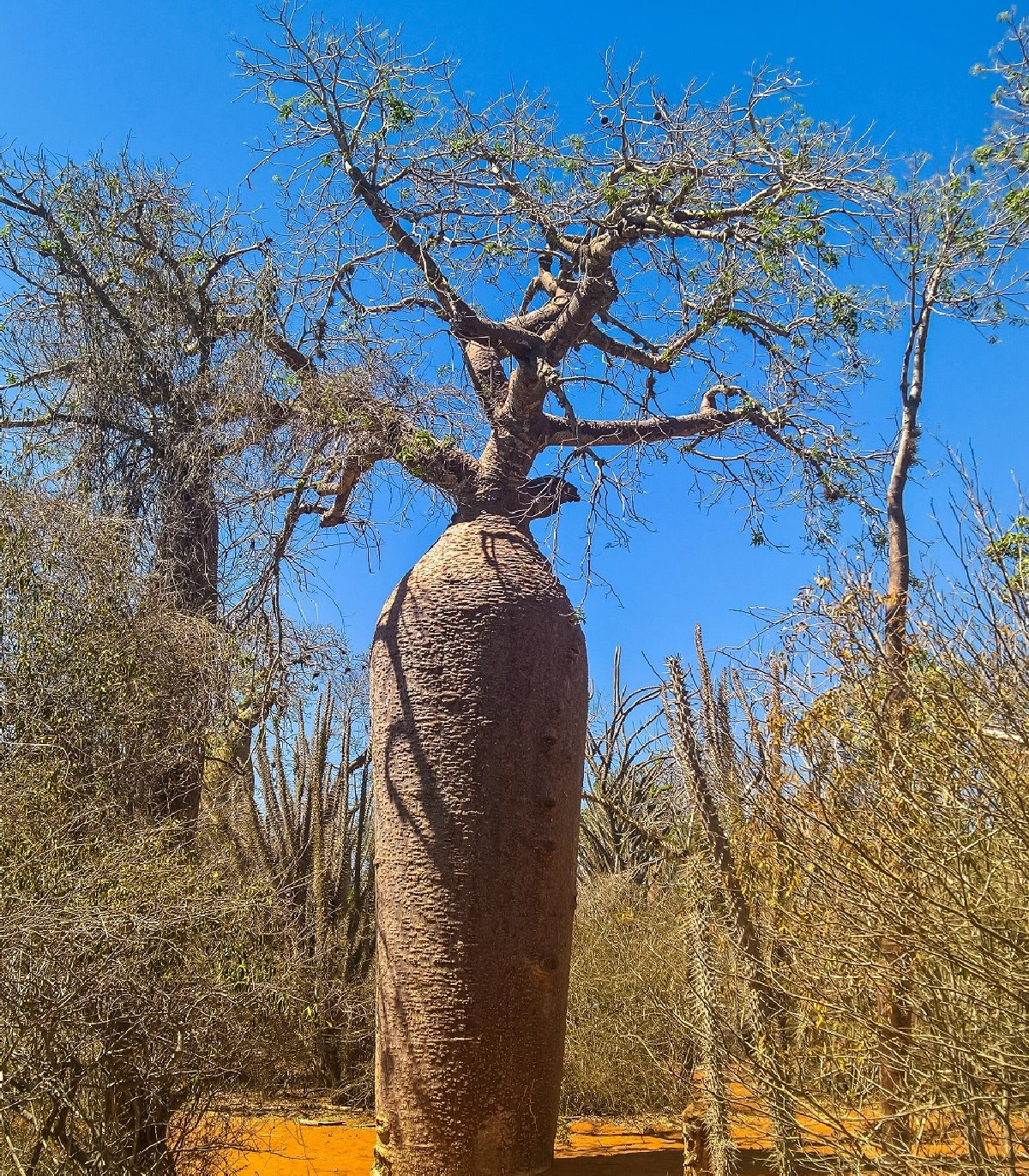 Baobab Fony - Adansonia fony - semená - 2 ks