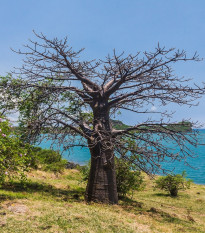 Baobab suarézsky - Adansonia suarezensis - semená - 2 ks