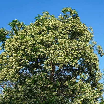 Pulai - Alstonia scholaris - semená - 8 ks