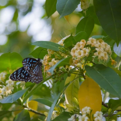 Ampak jaseňolistý - Evodia fraxinifolia - semená - 7 ks