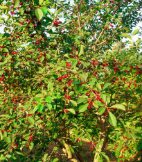 Barbadorská čerešňa - Acerola - Malpighia glabra - semená - 4 ks