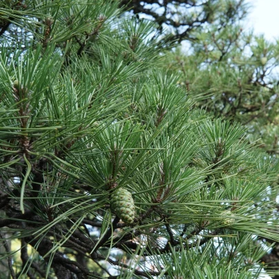 Borovica japonská čierna - Pinus thunbergii - semená - 5 ks