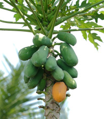 Papaya melónová - Carica Papaya - semená - 4 ks