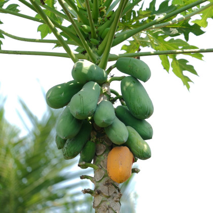 Papaya melónová - Carica Papaya - semená - 4 ks