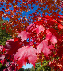 Javor červený - Acer rubrum - semená - 5 ks