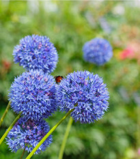 Cesnak azúrový - Allium caeruleum - cibuľoviny - 3 ks