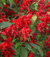 Šalvia žiarivá - Salvia splendens - semená - 40 ks