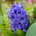 Hyacint Crystal Palace - Hyacinthus - cibuľoviny - 1 ks