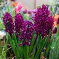 Hyacint Woodstock - Hyacinthus - cibuľoviny - 1 ks