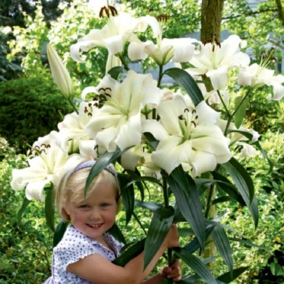 Ľalia Pretty Woman - Lilium - cibuľoviny - 1 ks