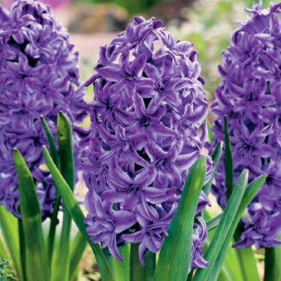 Hyacint plnokvetý Lili Purple - Hyacinthus - cibuľoviny - 1 ks