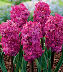 Hyacint plnokvetý Red Diamond - Hyacinthus - cibuľoviny - 1 ks