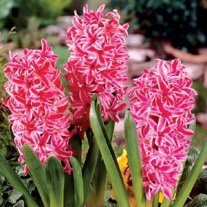 Hyacint Eros - Hyacinthus - cibuľoviny - 1 ks