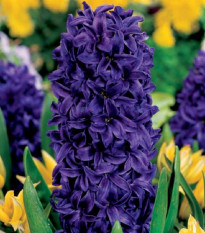 Hyacint Purple Star - Hyacinthus - cibuľoviny - 1 ks