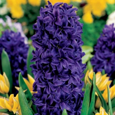 Hyacint Purple Star - Hyacinthus - cibuľoviny - 1 ks