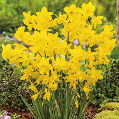 Narcis Quail - Narcissus - cibuľoviny - 3 ks