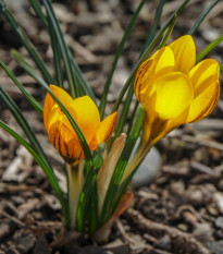 Krókus Golden Yellow  - Crocus vernus - cibuľoviny - 3 ks