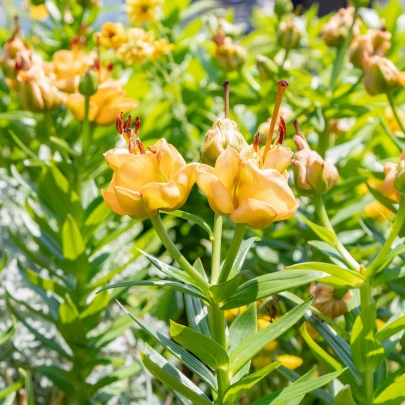 Ľalia Apricot Fudge - Lilium - cibuľoviny - 1 ks