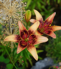 Ľalia Whistler - Lilium - cibuľoviny - 1 ks