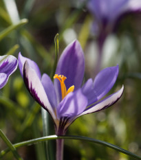 Krókus Spring Beauty - Crocus minimus - cibuľoviny - 3 ks