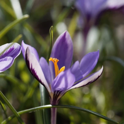 Krókus Spring Beauty - Crocus minimus - cibuľoviny - 3 ks