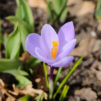 Krókus Vanguard - Crocus vernus - cibuľoviny - 3 ks