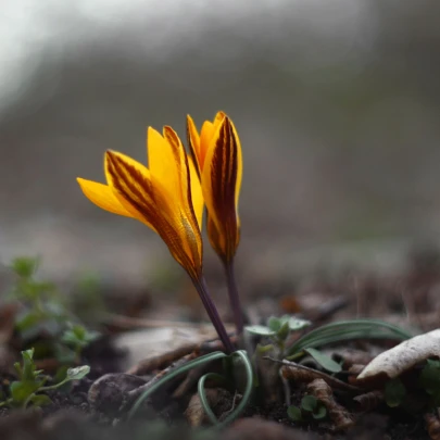 Krókus širokolistý - Crocus angustifolius  - cibuľoviny - 3 ks