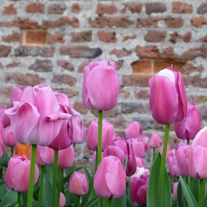 Tulipán Purple Pride - Tulipa - cibuľoviny - 3 ks