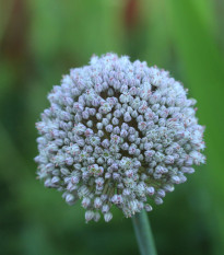 Cesnak white Cloud - Allium - cibuľoviny - 3 ks