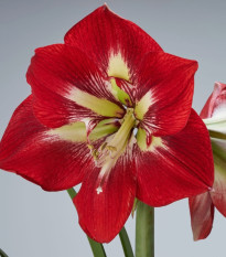 Zornica Barbados - Hippeastrum - cibuľoviny - 1 ks