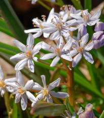 Scila ružová - Scilla bifolia rosea - cibuľoviny - 3 ks