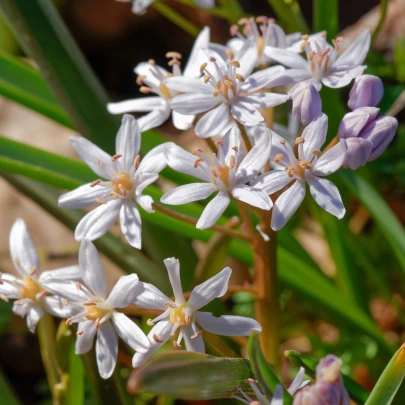 Scila ružová - Scilla bifolia rosea - cibuľoviny - 3 ks