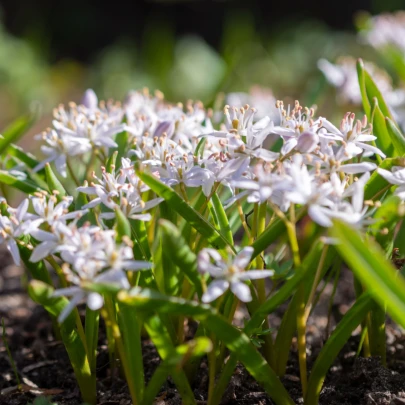 Scila ružová - Scilla bifolia rosea - cibuľoviny - 3 ks