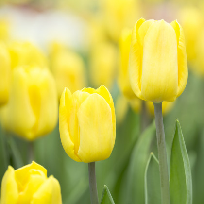 Tulipán Candela - Tulipa - cibuľoviny - 3 ks
