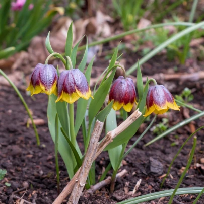 Korunkovka Michailovskyi - Fritillaria michailovskyi - cibuľoviny - 3 ks