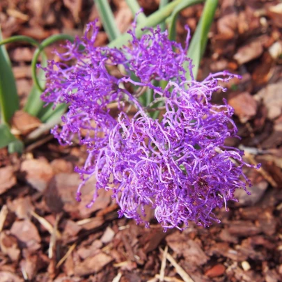 Modrica Plumosum - Muscari comusum - cibuľoviny - 5 ks