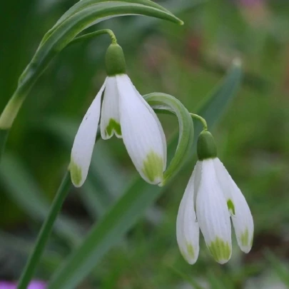 Snežienka viridi-apice - Galanthus nivalis - cibuľoviny - 3 ks