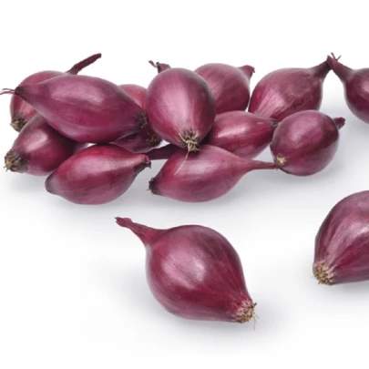 Cibuľa sadzačka ozimná Akado - Allium cepa - cibuľky - 500 g