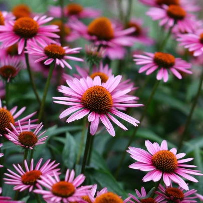 BIO Echinacea purpurová - Echinacea purpurea - bio semená - 15 ks