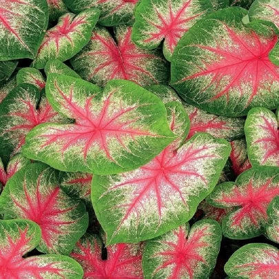 Kaládium Pink Beauty - Caladium bicolor - cibuľoviny - 1 ks