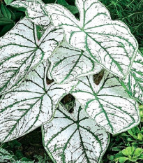 Kaládium Candidum Sr - Caladium bicolor - cibuľoviny - 1 ks