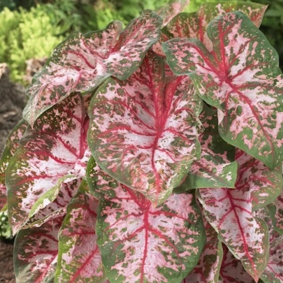 Kaládium Carolyn Whorton - Caladium bicolor - cibuľoviny - 1 ks