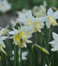 Narcis Toto - Narcissus - cibuľoviny - 3 ks